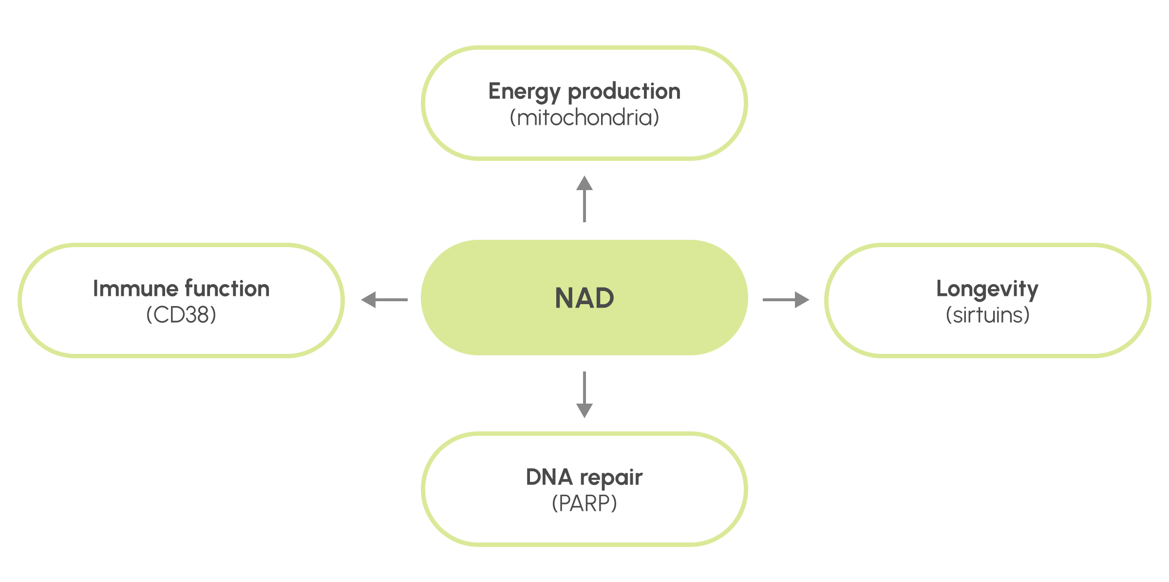 NAD is an important molecule for many functions at the cell and organism level. Among others, it participates in the energy production in the mitochondria, DNA repair (in collaboration with PARP), immune function (in collaboration with CD38) and overall health and longevity (in collaboration with the sirtuins).