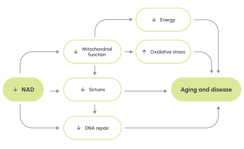 The drop of NAD leads to decrease in mitochondrial function, sirtuin activity and DNA repair, ultimately leading to aging and disease.