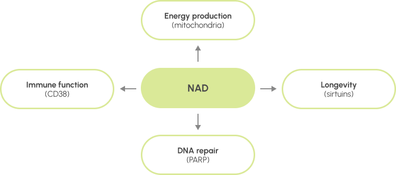 NAD is an important molecule for many functions at the cell and organism level. Among others, it participates in the energy production in the mitochondria, DNA repair (in collaboration with PARP), immune function (in collaboration with CD38) and overall health and longevity (in collaboration with the sirtuins).