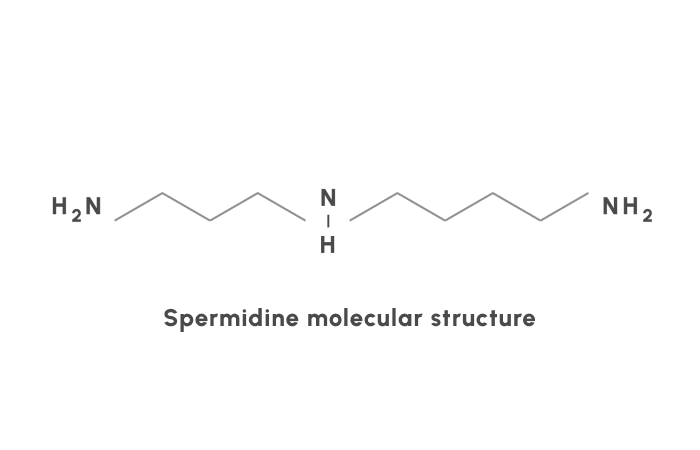 Molecular structure of Spermidine
