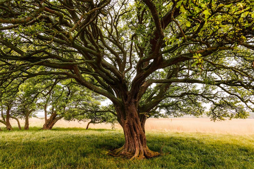 Old tree with massive tree trunk in a green field