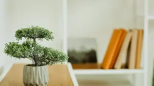 a pot with a small tree