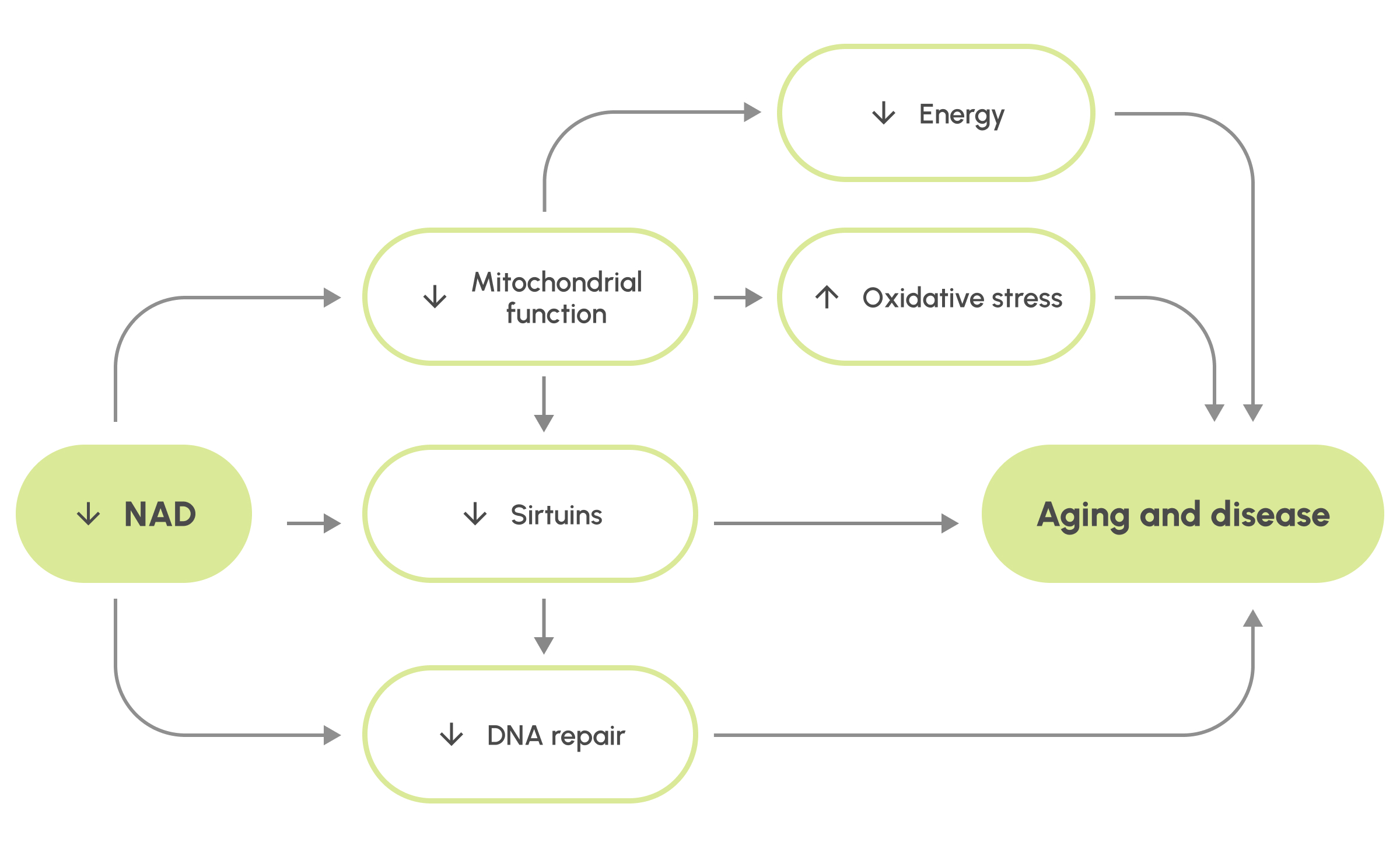 how NAD+ works scientific