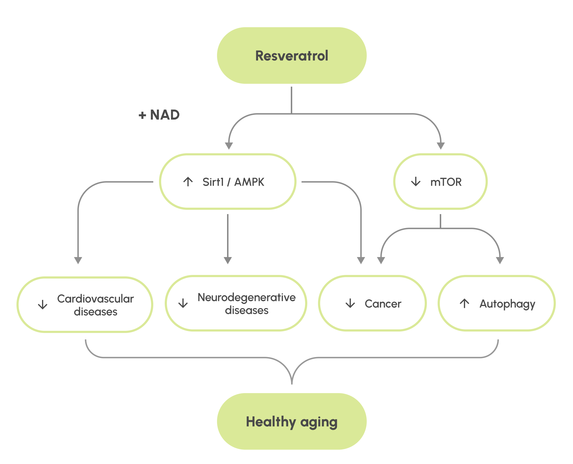 how resveratrol works